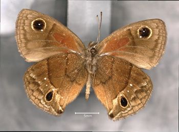 Media type: image;   Entomology 36305 Aspect: habitus ventral view